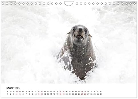 Robben und See-Elefanten, Calvendo 2023 לוח שנה חודשי